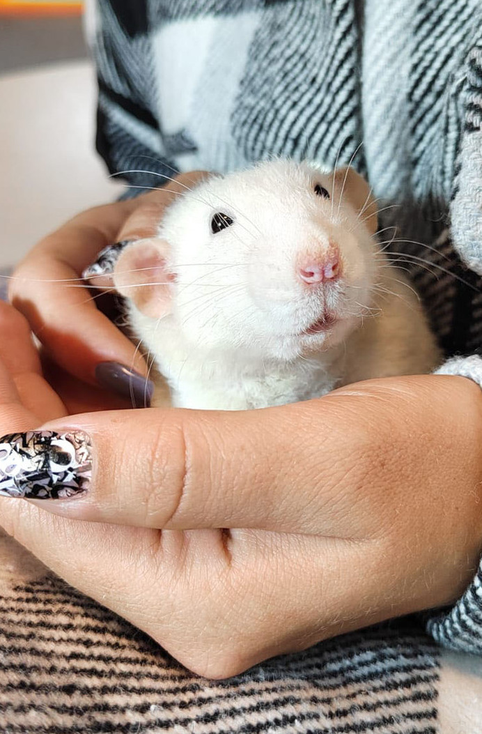 Кавалер кинг-чарльз-спаниель